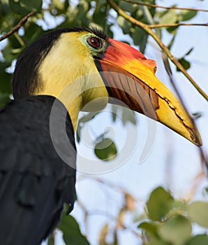 Male Wrinkled Hornbill