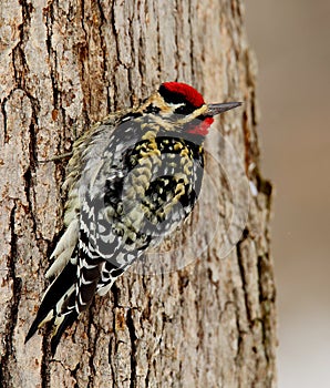 Male yellow-bellied sapsucker