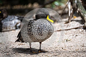 Male Yellow-Billed Duck