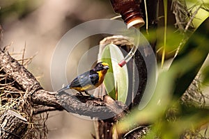 Male yellow and blue Violaceous Euphonia