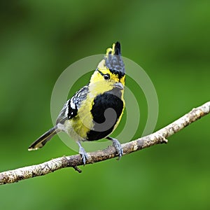 Male Yellow-cheeked Tit