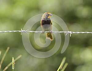 Male yellow-faced grassquit bird