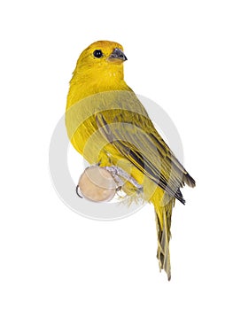 Male Yellow fronted canary bird on white