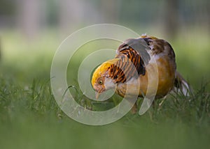 Male Yellow Golden Pheasant, Chrysolophus Pictus Mut Luteus