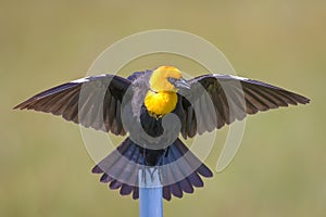 A male yellow-headed blackbird displaying and calling during mating season in Sierra Valley, CA