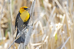 A male yellow-headed blackbird looking to the horizon. Medium-sized blackbird with a yellow head