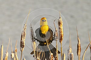 A male yellow-headed blackbird. A medium-sized blackbird with a yellow head