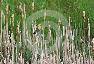 Male yellow-headed Blackbird perched on typical bulrush
