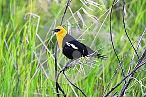 A male yellow-headed blackbird perches on a branch