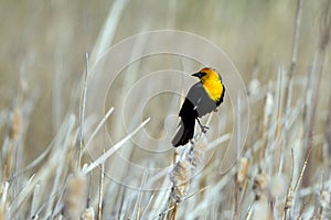 Male Yellow-headed Blackbird perches on a cattail in spring in Alamosa National Wildlife Refuge in Colorado photo