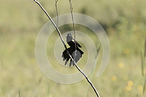Male yellow-mantled widowbird, Euplectes macroura