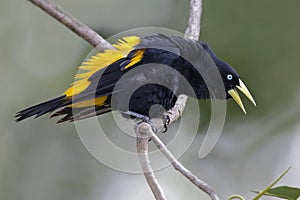 Male Yellow-rumped Cacique Calling - Panama