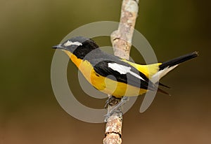 Male Yellow-rumped Flycatcher