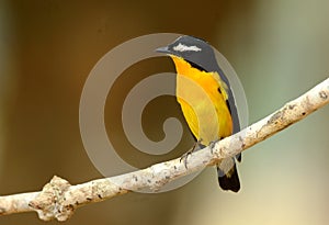 Male Yellow-rumped Flycatcher