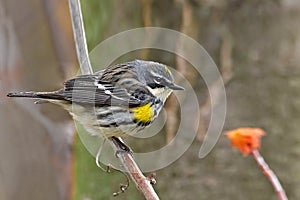 Male Yellow-rumped Warbler, Setophaga coronata coronata, close up