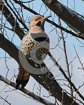 Male Yellow Shafted Northern Flicker Colaptes aura