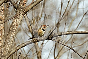 Male Yellow-shafted Northern Flicker in a Tree