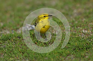 A male Yellow Wagtail, Motacilla flava, hunting for insects in a meadow in springtime.