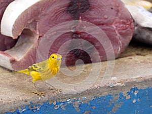 Male Yellow Warbler, Dendroica petechia, looking for food on a fish market in Santa Cruz, in the background tuna meat. Galapagos I