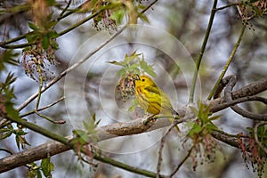 Male yellow warbler singning