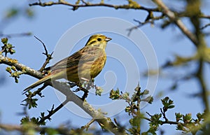 A male Yellowhammer, Emberiza citrinella, perching on a branch of a Hawthorn tree in springtime.