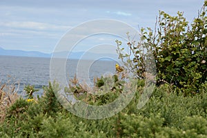 Male Yellowhammer sitting on Whin Bush