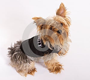 Male Yorkie Dog Pet photo