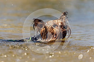 Male yorkshire pet swimming on the river