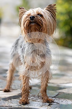 Male yorkshire small dog portrait in the patio