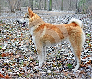 Male young dog of breed West Siberian laika