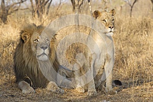 Male and young Female African Lion, South Africa