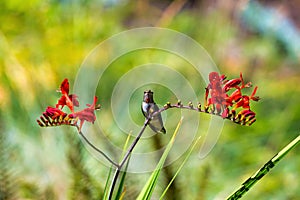 Male Young Hummingbird Perched on stalk of flowers