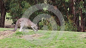 Male young kangaroo grazing