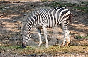 Male zebra feeding on grass in a zoo