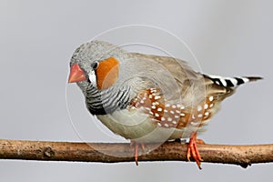 Male Zebra Finch photo