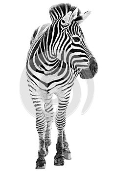 Male zebra isolated