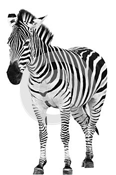 Male zebra isolated