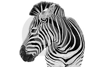 Male zebra isolated