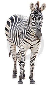 Male zebra isolated