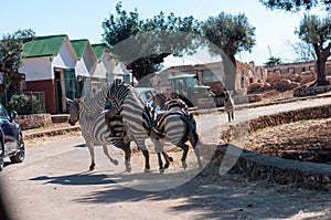 Male Zebra That Is Trying To Mate In The Zoo