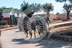 Male Zebra That Is Trying To Mate In The Zoo