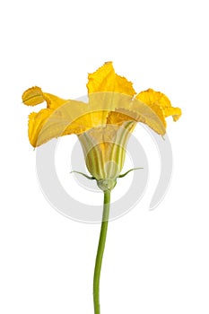 Male zucchini flower