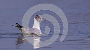 MaleBlack-headed Gull on Pond
