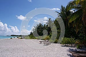 Maledives Island Palm Palme