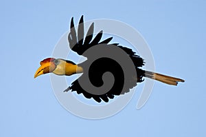 Maleise jaarvogel, Wrinkled Hornbill, Aceros corrugatus