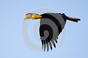 Maleise jaarvogel, Wrinkled Hornbill, Aceros corrugatus