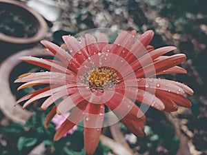 Malephora crocea flower