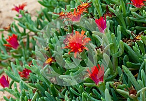 (Malephora crocea) groundcover ornamental plant with red flowers near a hotel in Marsa Alama, Egypt photo