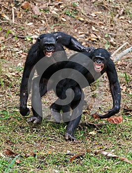 Males bonobo mating