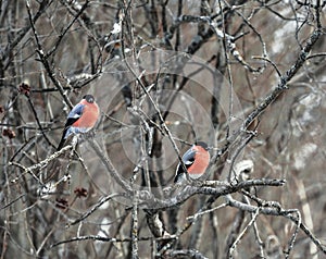 Males bullfinch sitting on a branch